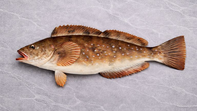 Whole ainame (aburako, fat greenling) shown in side view as a sushi ingredient illustration on a light stone background