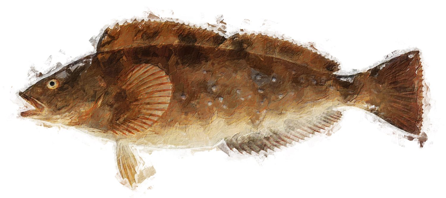 Illustration of the sushi ingredient or species known as XXXXXX