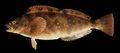 Illustration of the sushi ingredient or sushi species known as Ainame
