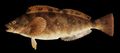 Illustration of the sushi ingredient or sushi species known as Ainame