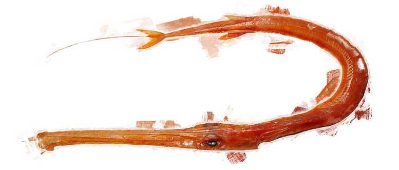 Illustration of the sushi ingredient or species known as Yagara