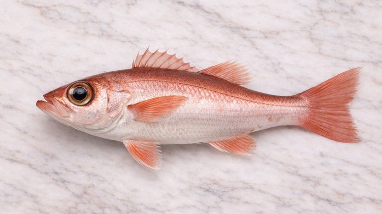 Whole akamutsu (nodoguro, blackthroat seaperch) in side view on a light marble background with reddish fins and a large eye