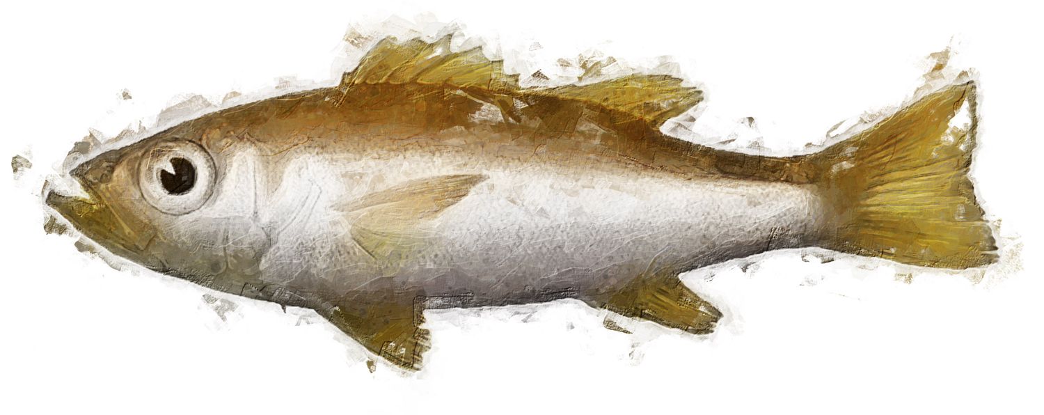Illustration of the sushi ingredient or species known as akamutsu