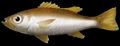Illustration of the sushi ingredient or sushi species known as Akamutsu Nodoguro