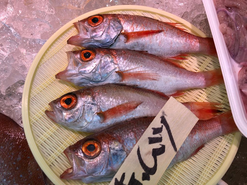 Fresh Akamutsu fish, also known as Nodoguro, presented on a yellow plastic basket on ice in a market, ready for the preparation of high-quality sushi.