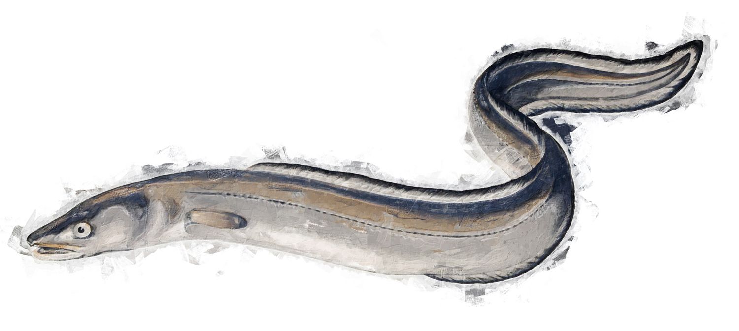 Illustration of the sushi ingredient or species known as Anago