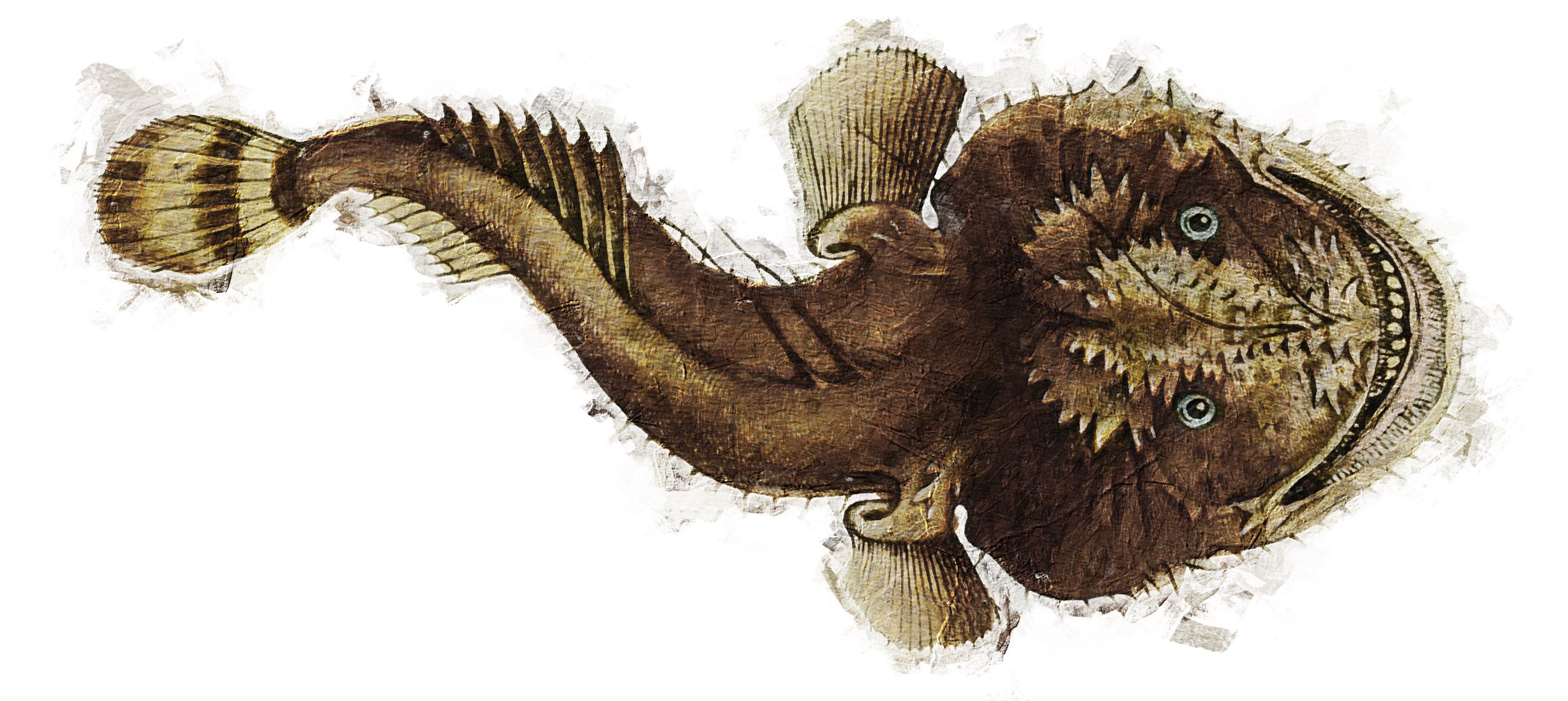 Illustration of the sushi ingredient or species known as Ankou