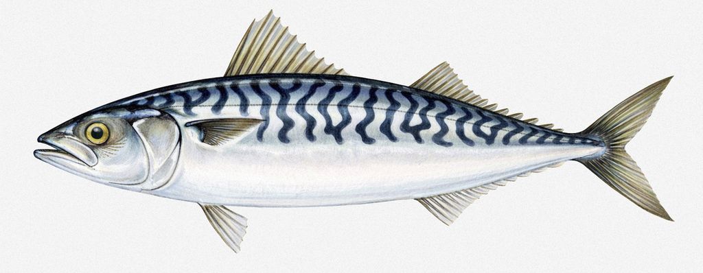 Illustration einer Atlantischen Makrele (Scomber scombrus) mit kontrastreichen, regelmäßigen Streifen auf dem Rücken und ohne punktartige Bauchzeichnung