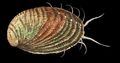Illustration of the sushi ingredient or sushi species known as Awabi