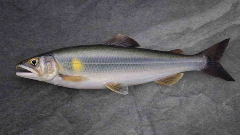 Whole ayu sweetfish (Plecoglossus altivelis) with characteristic yellow flank mark, shown in lateral top view