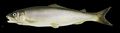 Illustration of the sushi ingredient or sushi species known as Ayu