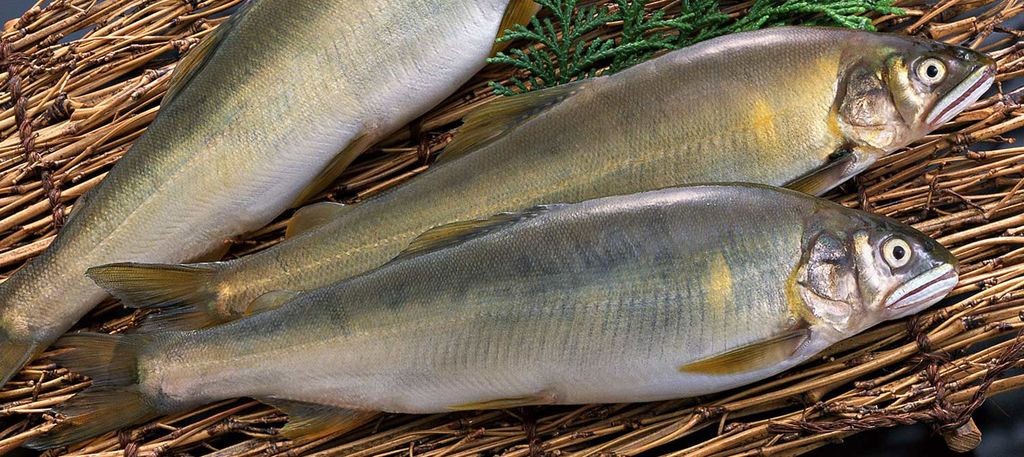Three fresh Ayu fish lie on a straw mat.
