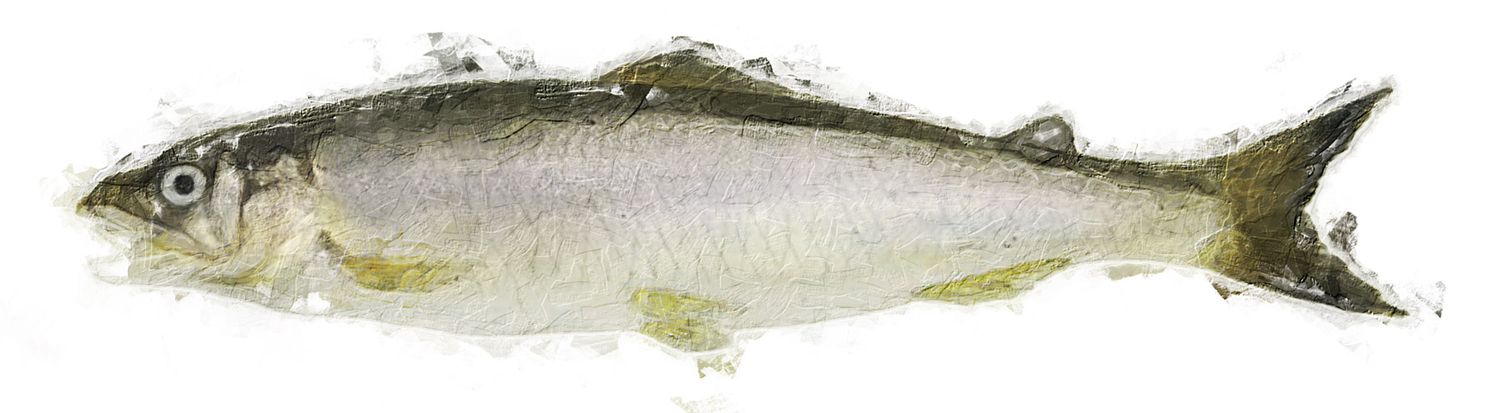 Illustration of the sushi ingredient or species known as Ayu