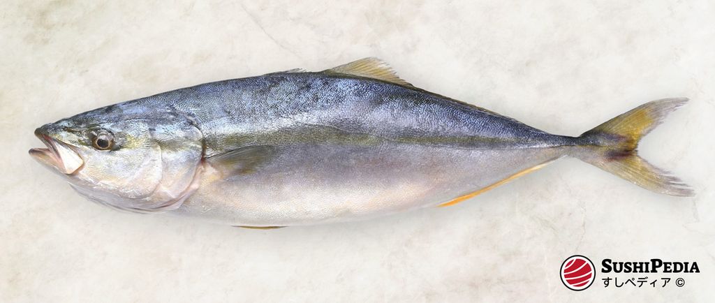 Whole Buri (Seriola), a popular fish for sushi and sashimi, displayed on a light background.