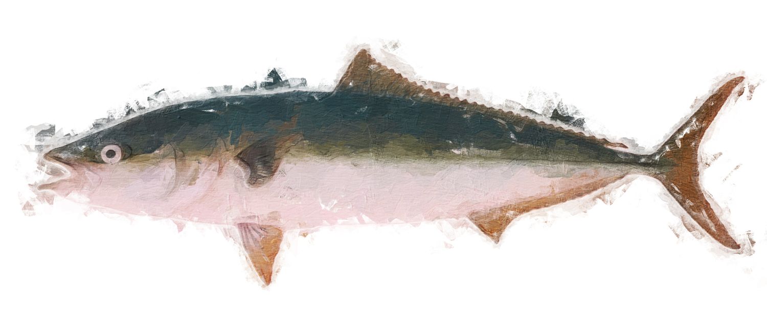Illustration of the sushi ingredient or species known as Buri