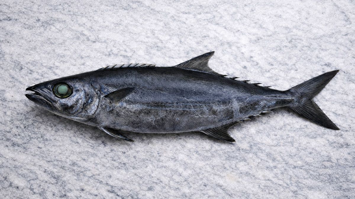 Whole escolar (Aburasokomutsu) on granite, lateral view. Visible: dark brown body, large greenish eye with dark orbital ring, sinuous lateral line, finlets behind dorsal and anal fins, prominent keel on caudal peduncle.
