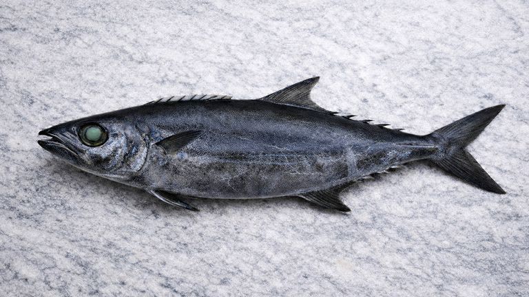 Whole escolar (Aburasokomutsu) on granite, lateral view. Visible: dark brown body, large greenish eye with dark orbital ring, sinuous lateral line, finlets behind dorsal and anal fins, prominent keel on caudal peduncle.