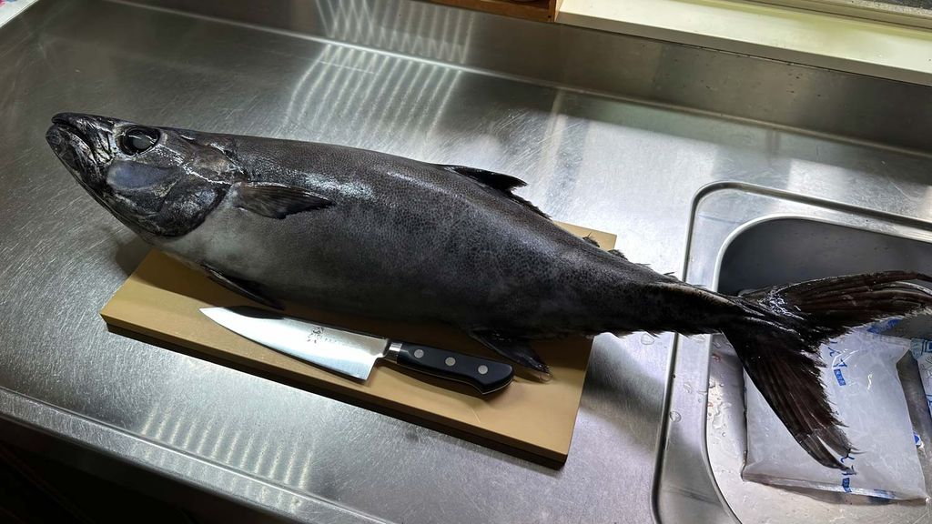 Whole escolar (aburasokomutsu) on a kitchen counter before filleting, showing the dark body, oversized greenish eye, and strong tail keel used for visual identification