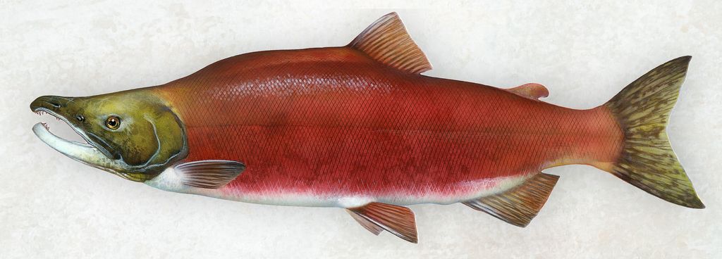 Detailed illustration of an Oncorhynchus Nerka, commonly known as Sockeye Salmon, in its distinctive spawning coloration featuring vibrant red hues and pronounced features.