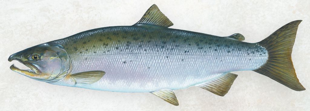 Accurate illustration of an Oncorhynchus Kisutch, commonly known as Coho or Silver Salmon, presented against a white background with distinctive markings.