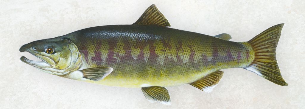 Lifelike representation of an Oncorhynchus Keta, commonly referred to as Chum Salmon, displaying its distinctive color pattern against a light background.