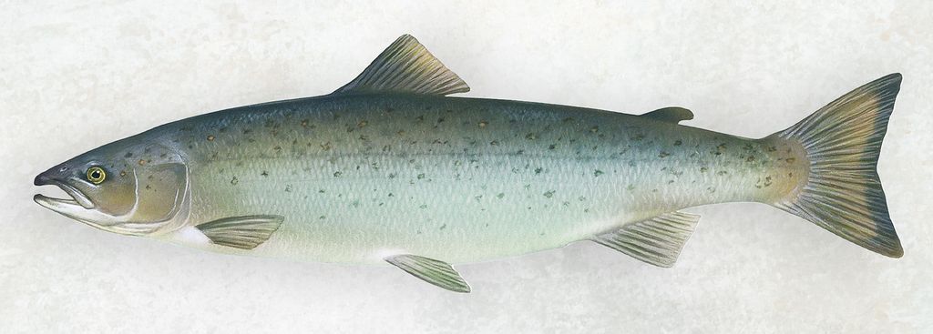 Realistic illustration of an Atlantic salmon showing the fish as a whole.