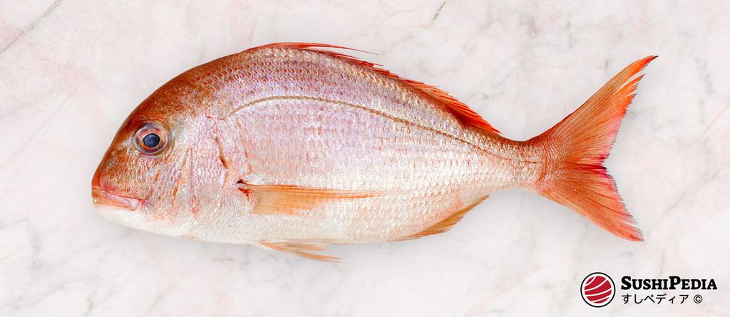A fresh Goushuu Madai, ideal for sushi and sashimi, showcased on a marble background.