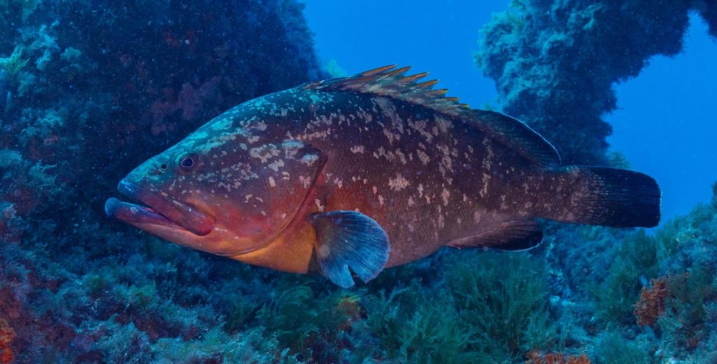 An underwater photo showing a grouper.
