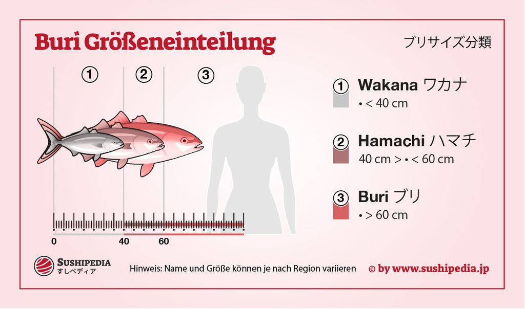 Diagramm mit den Größenkategorien des Gelbschwanzfischs: Wakana unter 40 cm, Hamachi zwischen 40 und 60 cm, Buri über 60 cm.