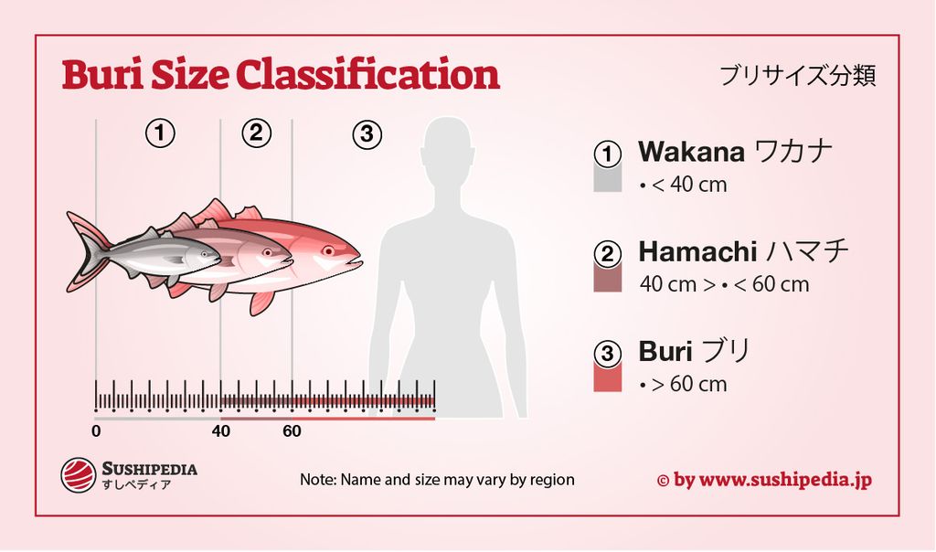 An infographic displaying the size classification of Buri fish with an illustrative size ruler. Three stages are depicted: 1. Wakana, which are less than 40 cm, 2. Hamachi, ranging from 40 to less than 60 cm, and 3. Buri, which are over 60 cm. Each stage is represented by a fish illustration that increases in size. A human silhouette provides a size reference. The note states that names and sizes may vary by region. The source is credited to Sushipedia.