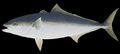 Illustration of the sushi ingredient or species known as Hirame