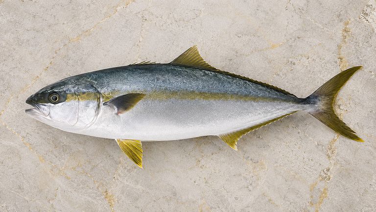 Whole hiramasa, also known as yellowtail or amberjack, shown from above on pale stone, with a silver body, yellow lateral stripe, and forked tail.