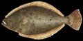 Illustration of the sushi ingredient or sushi species known as Hirame