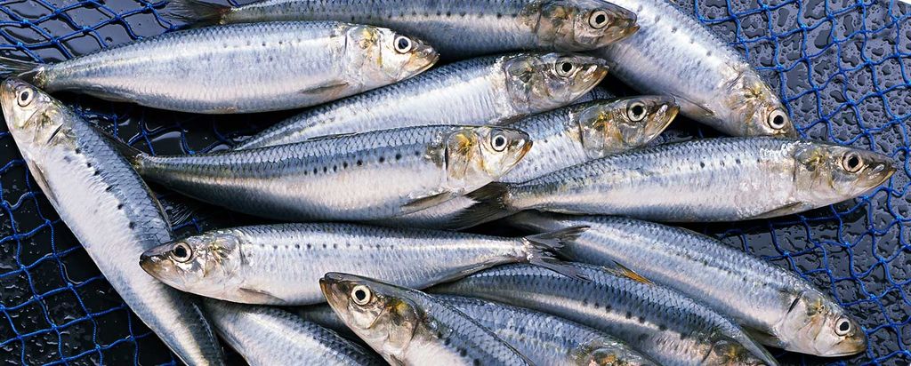 The image captures a group of freshly caught iwashi, or sardines, laid out on a blue net, their silver and blue scales glistening with ocean freshness. The sardines are neatly arranged side by side, showcasing their uniform size and the iridescence of their skin. Their eyes are clear and bright, which is often an indicator of the freshness of fish, making them ideal for sushi and sashimi.