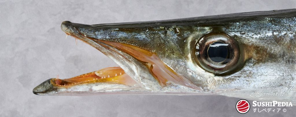 Close-up of a European Barracuda’s mouth on a grey background, provided by Sushipedia.