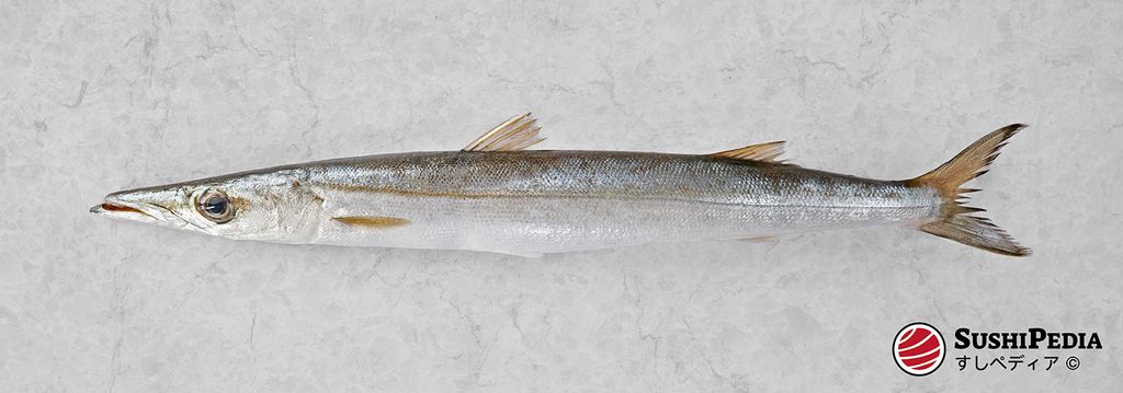 Image of a juvenile European Barracuda on a grey background, provided by Sushipedia.