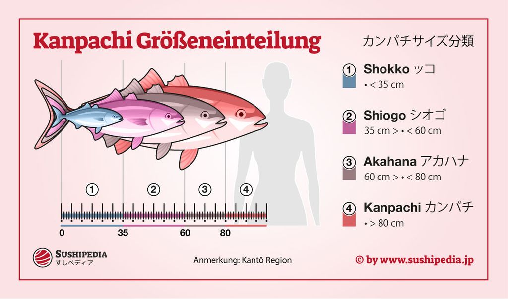 Kanpachi is a fish that changes its name depending on how big or old it is.