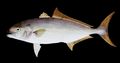 Illustration of the sushi ingredient or species known as Kanpachi