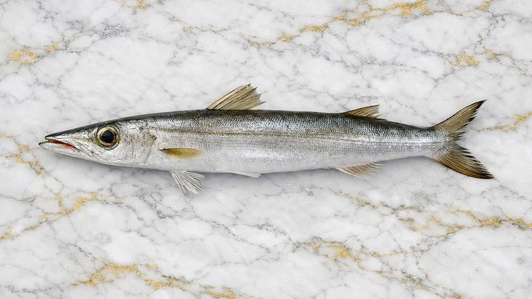Whole silver barracuda in side view on a white marble surface with gold veining
