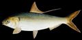 Illustration of the sushi ingredient or species known as Kohada