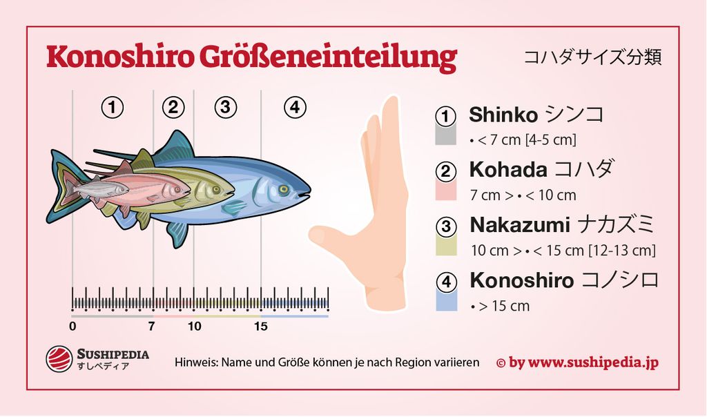 Größeneinteilung von Konoshiro (Gizzard Shad) in verschiedenen Entwicklungsstadien für Sushi-Zubereitung