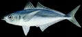 Illustration of the sushi ingredient or species known as Maaji