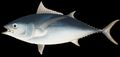 Illustration of the sushi ingredient or species known as Maguro