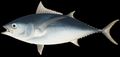 Illustration of the sushi ingredient or species known as Maguro