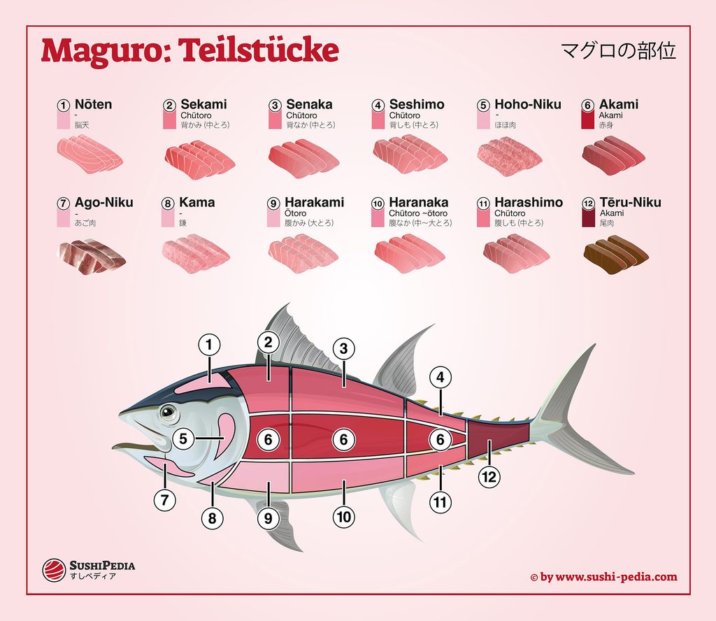 Illustration eines Thunfischs mit markierten Abschnitten und entsprechenden Sushi- und Sashimi-Schnitten
