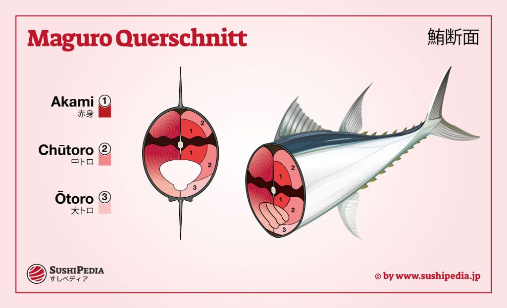 Grafische Darstellung eines Maguro-Querschnitts mit den Teilen Akami, Chutoro und Otoro gekennzeichnet
