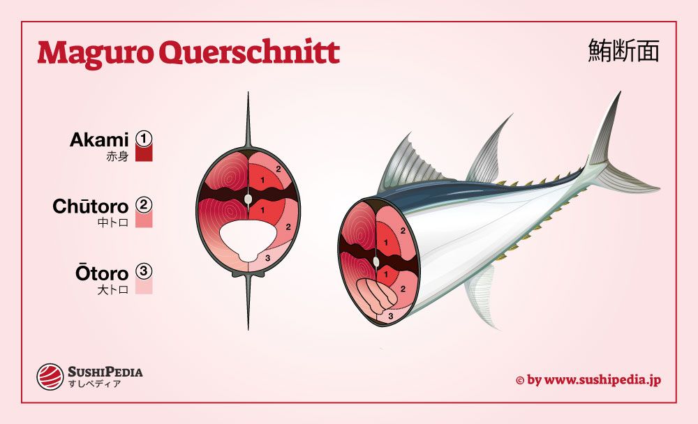 Grafische Darstellung eines Maguro-Querschnitts mit den Teilen Akami, Chutoro und Otoro gekennzeichnet