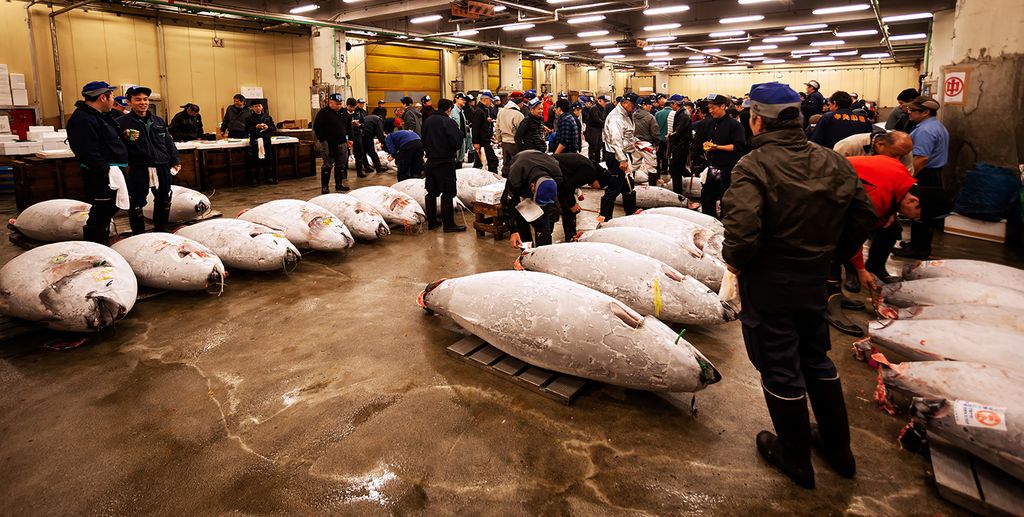 Frozen bluefin tuna lies on the market and is inspected by the traders before the auction.