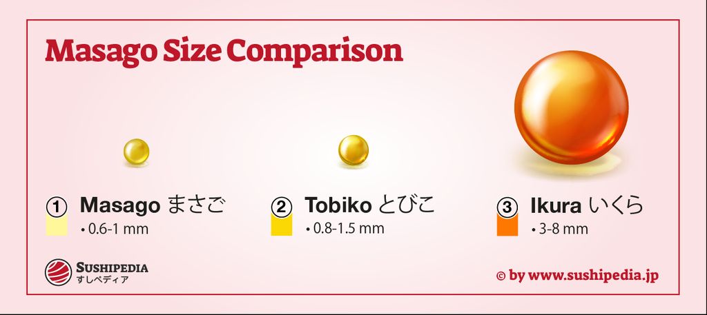 An informative graphic displaying the size differences between Masago, Tobiko, and Ikura, highlighting Masago as the smallest and Ikura as the largest type of roe.