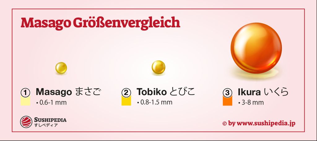 Informative Grafik, die die Größenunterschiede von Masago, Tobiko und Ikura darstellt, wobei Masago die kleinste und Ikura die größte Rogenart ist.